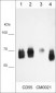 Anti-CD55 (Extracellular region) Antibody